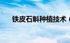 铁皮石斛种植技术（铁皮石斛怎么种）