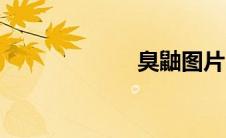 臭鼬图片（臭鼬）