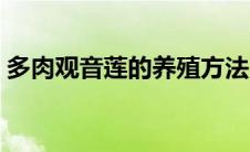多肉观音莲的养殖方法（如何养多肉观音莲）