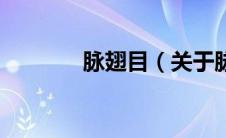 脉翅目（关于脉翅目的介绍）