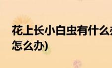 花上长小白虫有什么办法去除(花上长小白虫怎么办)