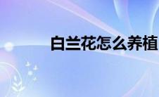 白兰花怎么养植(白兰花怎么养)