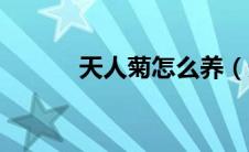 天人菊怎么养（天人菊如何养）