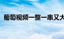 葡萄视频一整一串又大又圆又多汁专为成人
