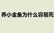 养小金鱼为什么容易死(小金鱼怎么养不会死)