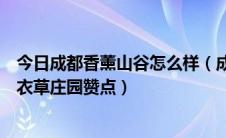 今日成都香薰山谷怎么样（成都双流香薰山谷还是大邑的薰衣草庄园赞点）