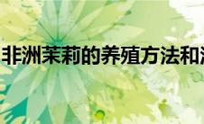 非洲茉莉的养殖方法和注意事项多长时间开花