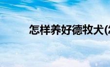怎样养好德牧犬(怎样养好锦鲤鱼)