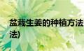 盆栽生姜的种植方法管理(盆栽生姜的种植方法)