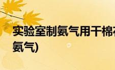 实验室制氨气用干棉花还是湿棉花(实验室制氨气)