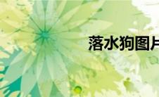 落水狗图片(落水狗)