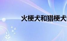 火梗犬和猎梗犬哪个猛(火梗犬)
