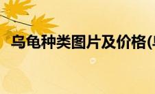 乌龟种类图片及价格(乌龟种类图片及名称)