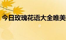 今日玫瑰花语大全唯美诗句（玫瑰花语大全）
