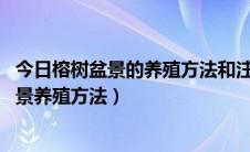 今日榕树盆景的养殖方法和注意事（榕树盆景怎么养,榕树盆景养殖方法）
