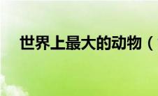 世界上最大的动物（世界上最巨大的车）