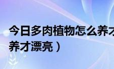 今日多肉植物怎么养才好看（图多肉植物怎么养才漂亮）