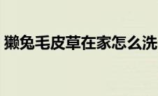 獭兔毛皮草在家怎么洗（怎么洗獭兔毛皮草）