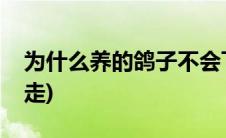 为什么养的鸽子不会飞走(鸽子怎么养不会飞走)