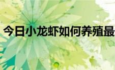 今日小龙虾如何养殖最快（小龙虾如何养殖）