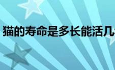 猫的寿命是多长能活几年(猫的寿命是多少年)
