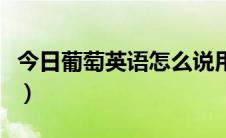 今日葡萄英语怎么说用中文（葡萄英语怎么说）