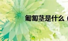 匍匐茎是什么（匍匐茎介绍）