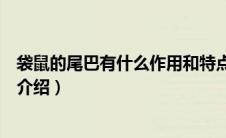 袋鼠的尾巴有什么作用和特点（袋鼠尾巴的作用和特点简单介绍）