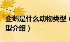 企鹅是什么动物类型（关于企鹅是什么动物类型介绍）
