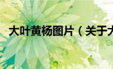 大叶黄杨图片（关于大叶黄杨图片的介绍）
