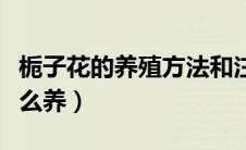 栀子花的养殖方法和注意事项大全（栀子花怎么养）