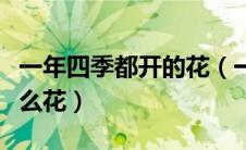 一年四季都开的花（一年四季都盛开的花是什么花）
