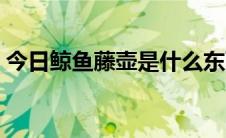 今日鲸鱼藤壶是什么东西（藤壶是什么东西）