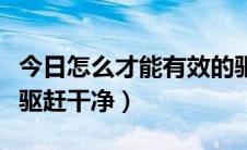今日怎么才能有效的驱赶苍蝇（苍蝇如何可以驱赶干净）