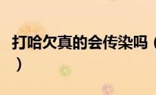 打哈欠真的会传染吗（关于打哈欠传染的问题）