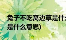 兔子不吃窝边草是什么生肖(兔子不吃窝边草是什么意思)