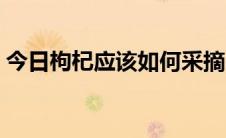 今日枸杞应该如何采摘（枸杞应该如何采摘）