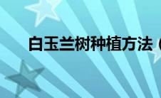 白玉兰树种植方法（白玉兰树怎么养）