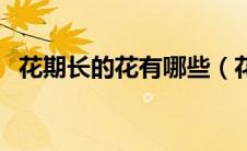 花期长的花有哪些（花期长的花包括哪些）