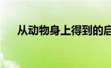 从动物身上得到的启示发明了什么刺猬