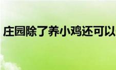 庄园除了养小鸡还可以做什么（庄园怎么玩）