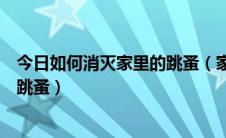 今日如何消灭家里的跳蚤（家里跳蚤怎么消灭如何正确消灭跳蚤）