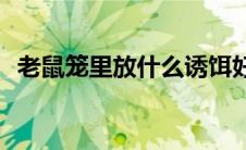 老鼠笼里放什么诱饵好(老鼠笼放什么诱饵)