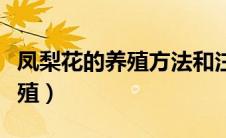 凤梨花的养殖方法和注意事项（凤梨花如何养殖）