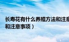 长寿花有什么养殖方法和注意事项（长寿花有哪些养殖方法和注意事项）