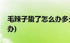 毛辣子蛰了怎么办多久能好(毛辣子蛰了怎么办)