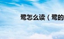 鹭怎么读（鹭的拼音以及解释）