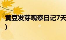 黄豆发芽观察日记7天图片(黄豆发芽观察日记)