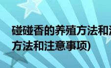 碰碰香的养殖方法和注意事项(碰碰香的养殖方法和注意事项)