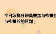 今日怎样分辨桑蚕丝与柞蚕丝的区别图片（怎样分辨桑蚕丝与柞蚕丝的区别）